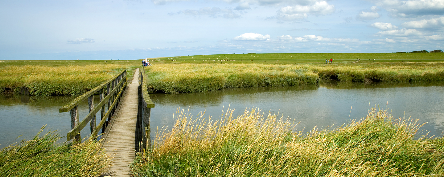 Landschaft Moor